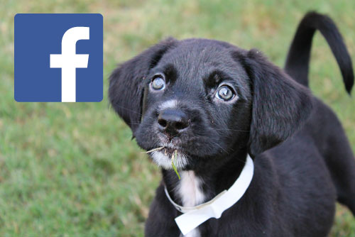 Facebook - Adopt rescue save dogs shreveport bossier city
