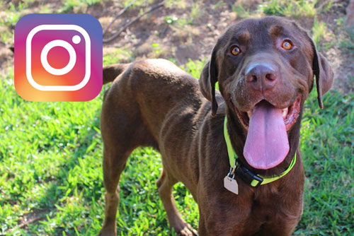 Instagram - Adopt rescue save dogs shreveport bossier city